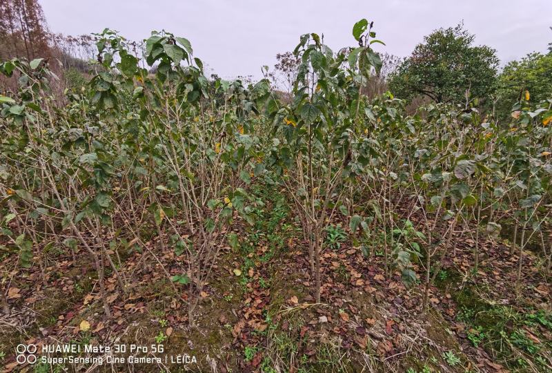 樱桃树红妃短柄黑珍珠浙江绍兴南方小樱桃树
