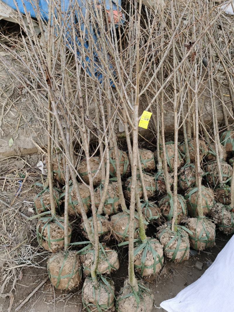 樱桃树红妃短柄黑珍珠浙江绍兴南方小樱桃树