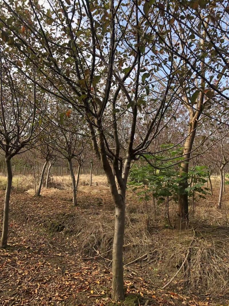 西府海棠，北美海棠7-15公分供应