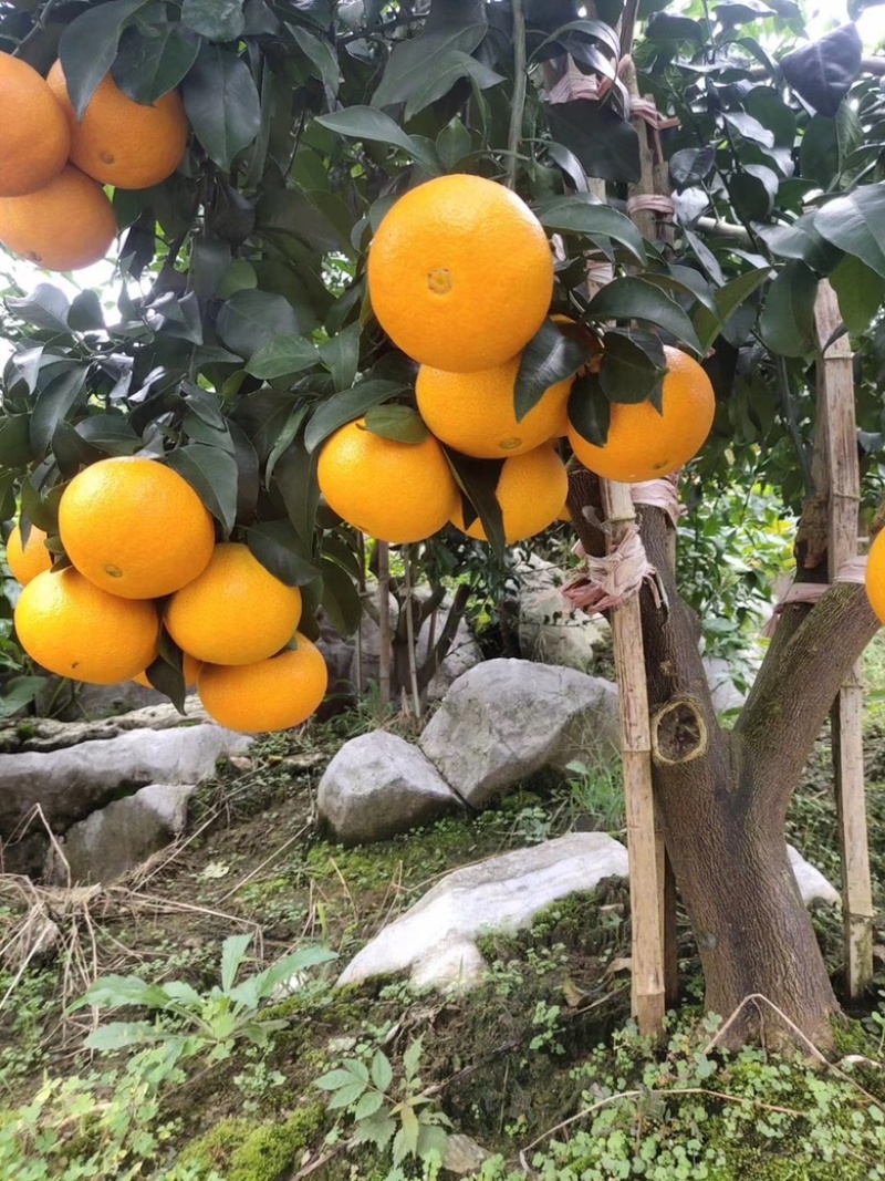 解开神秘的面纱，湘西脐橙华丽上市，对接各大商超档口批发商