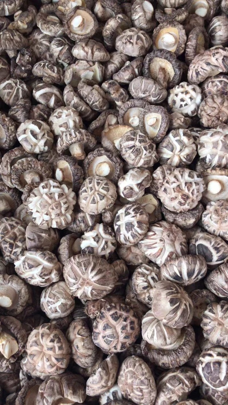 精选干花菇茶花菇红花菇大小型号齐全，