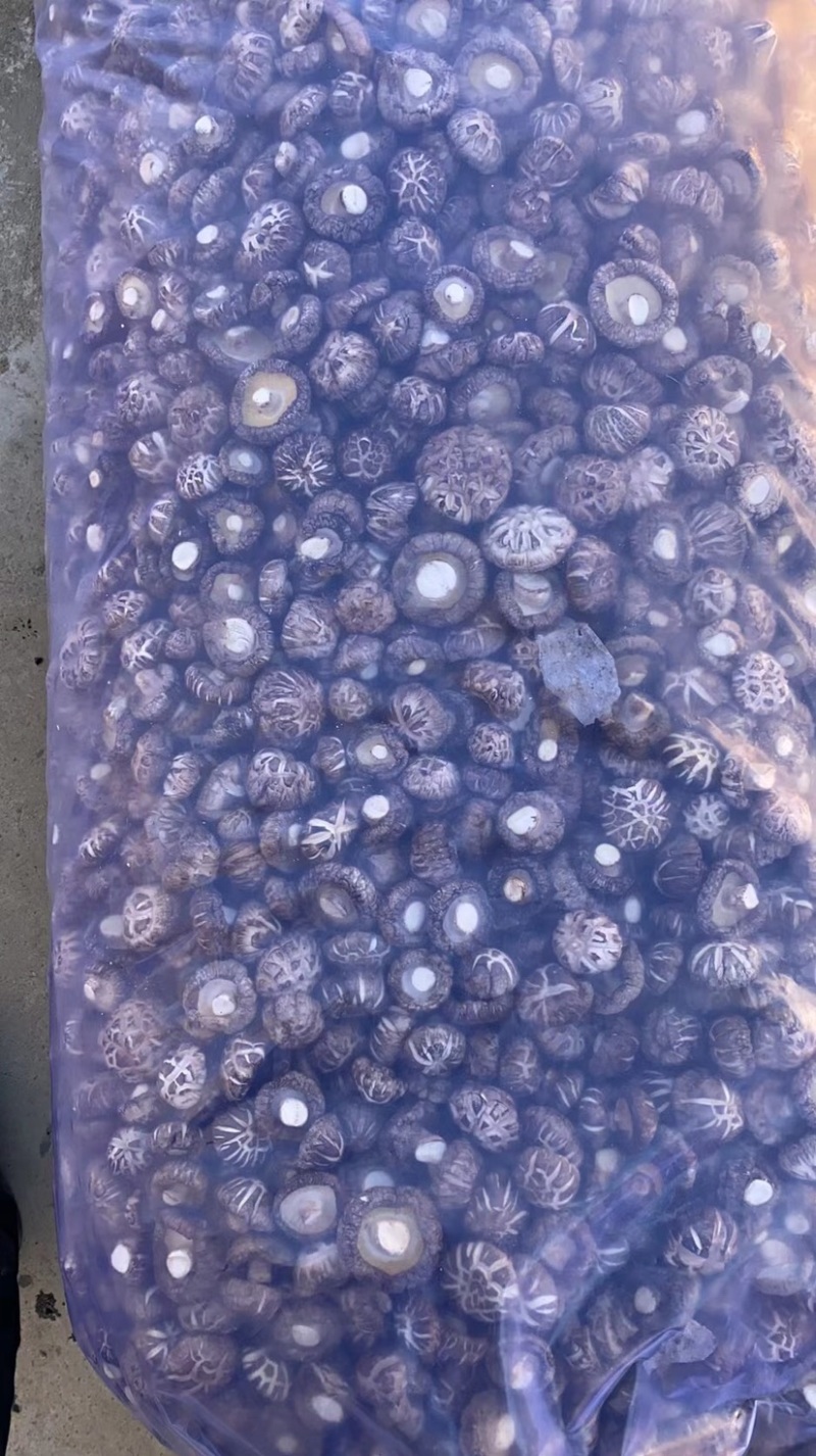 精选干花菇茶花菇红花菇大小型号齐全，