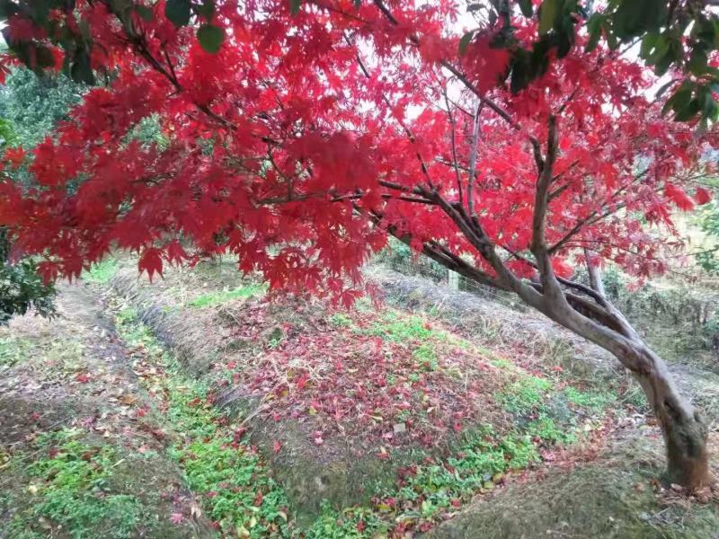 供斜飘鸡爪槭，斜飘红枫7-20公分，造型鸡爪槭，造型红枫