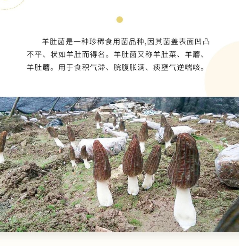 特产羊肚菌干