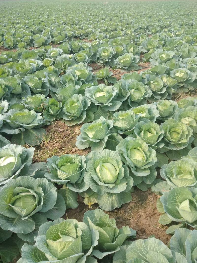 京丰一号包菜大量有货，质量好价格低适合走市场，加工厂