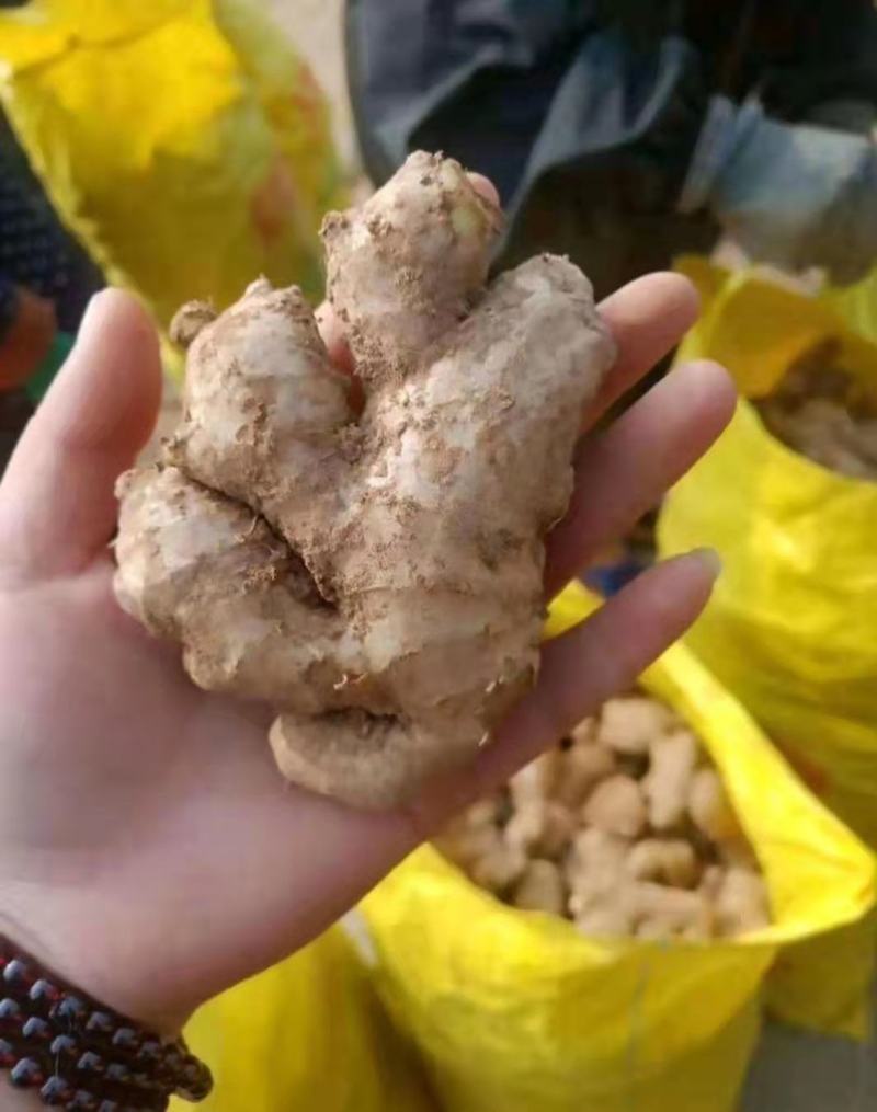 【推荐】姜母常年供应，产地直发，一手货源，保质保量