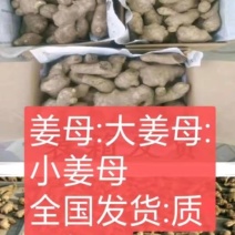 【推荐】姜母常年供应，产地直发，一手货源，保质保量