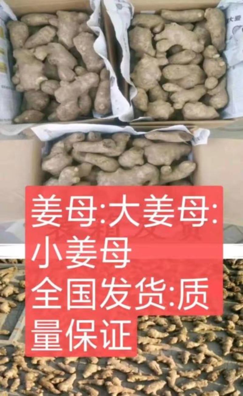 【推荐】姜母常年供应，产地直发，一手货源，保质保量