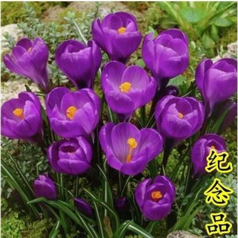 进口番红花种球根盆栽药用藏红花种子进口耐寒花卉植物室内花