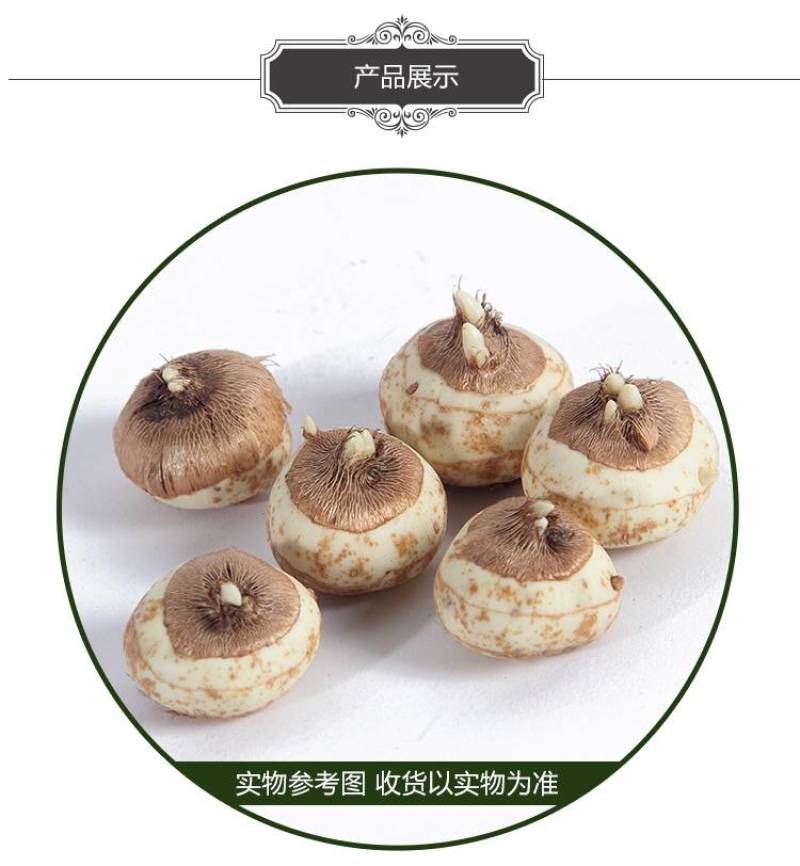 进口番红花种球根盆栽药用藏红花种子进口耐寒花卉植物室内花
