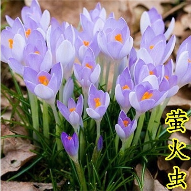 进口番红花种球根盆栽药用藏红花种子进口耐寒花卉植物室内花