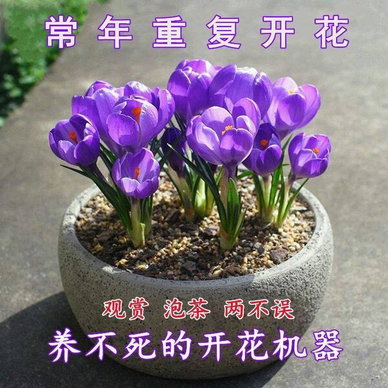 进口番红花种球根盆栽药用藏红花种子进口耐寒花卉植物室内花