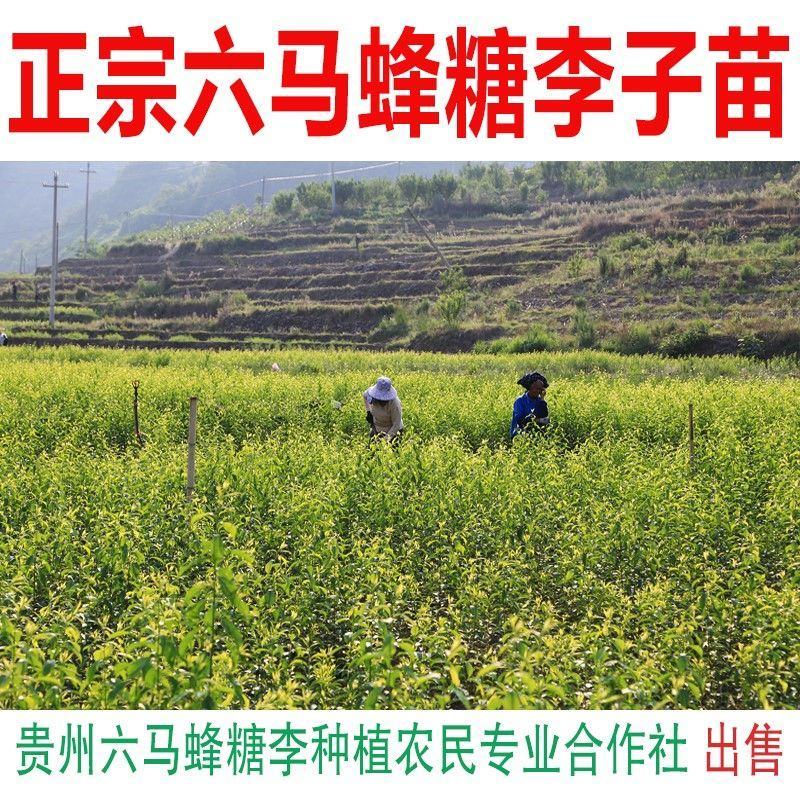 李子苗蜂糖李苗专卖店品质有保证假一赔十
