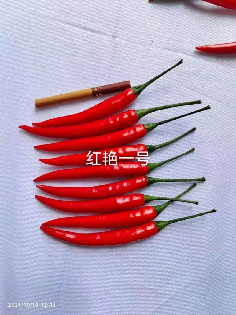 泰国引进杂交一代辣椒种子苏润红艳一号朝天椒种子大果型单生