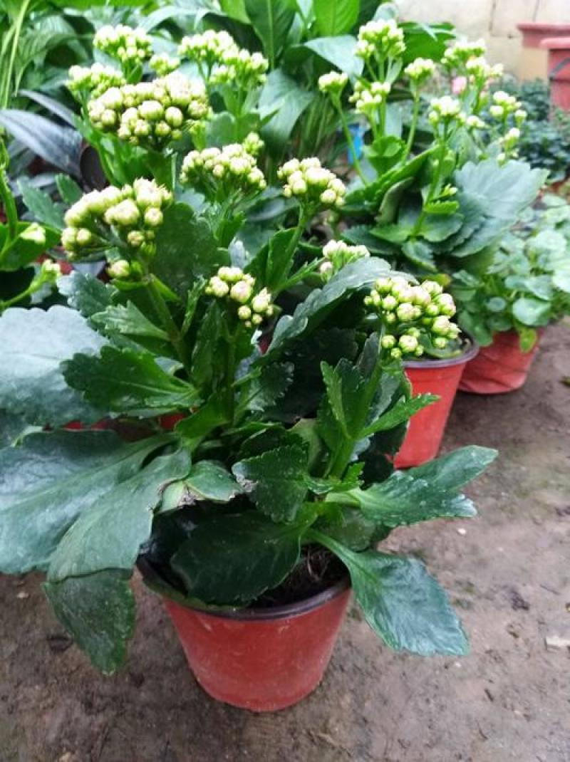 长寿花盆栽观花植物室内开花绿植四季开花小盆栽鲜花阳台