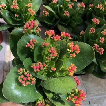 长寿花盆栽观花植物室内开花绿植四季开花小盆栽鲜花阳台