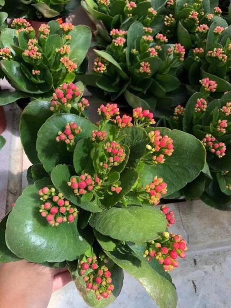 长寿花盆栽观花植物室内开花绿植四季开花小盆栽鲜花阳台