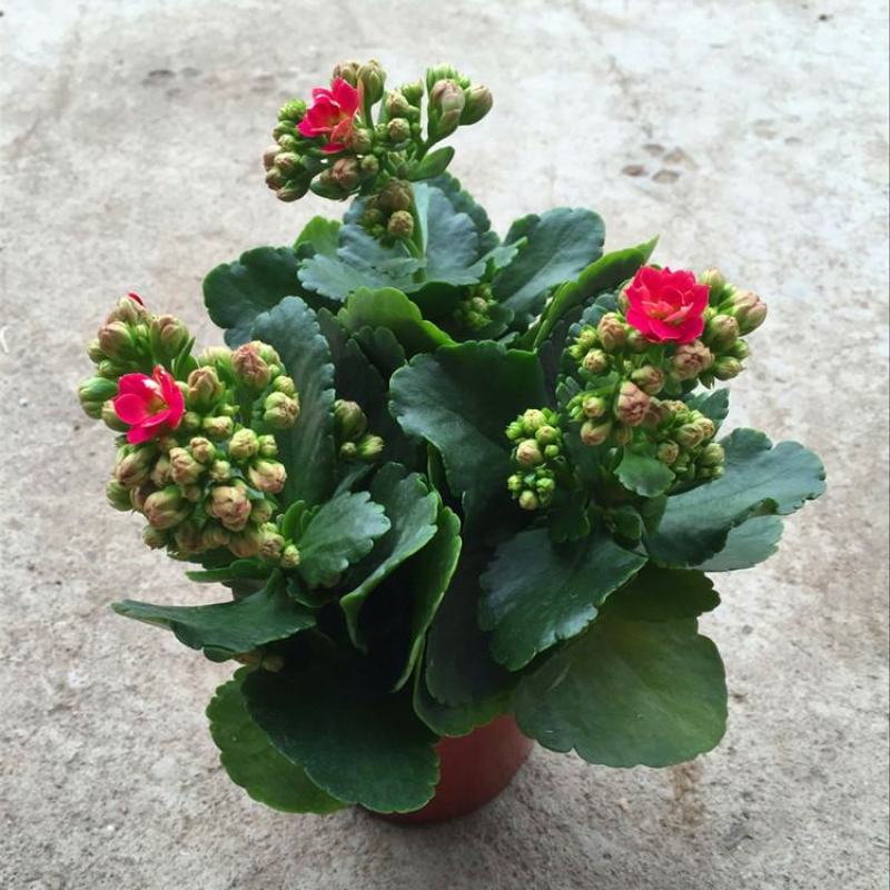 长寿花盆栽观花植物室内开花绿植四季开花小盆栽鲜花阳台