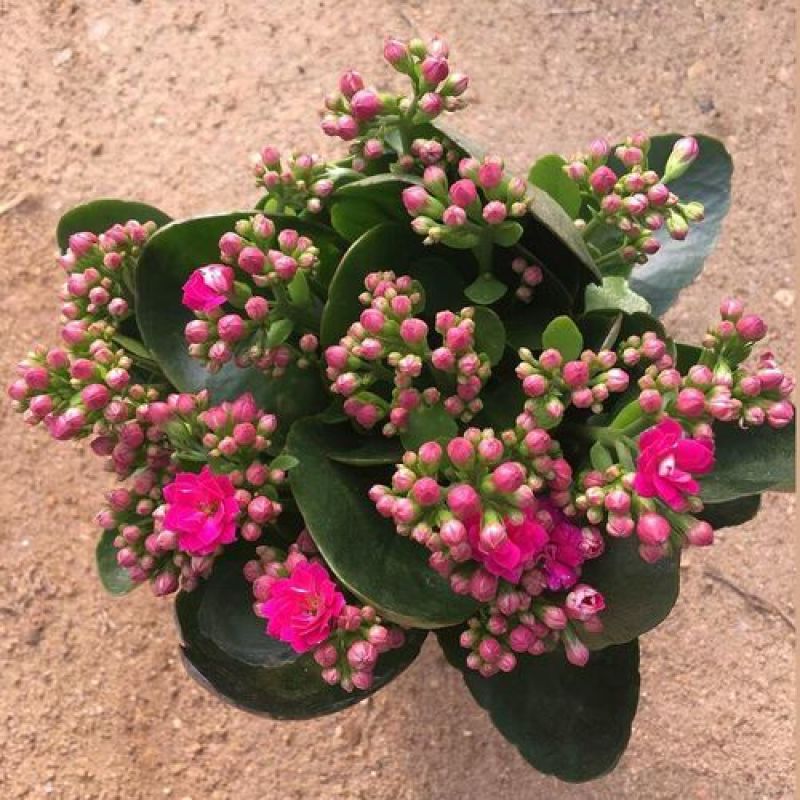 长寿花盆栽观花植物室内开花绿植四季开花小盆栽鲜花阳台