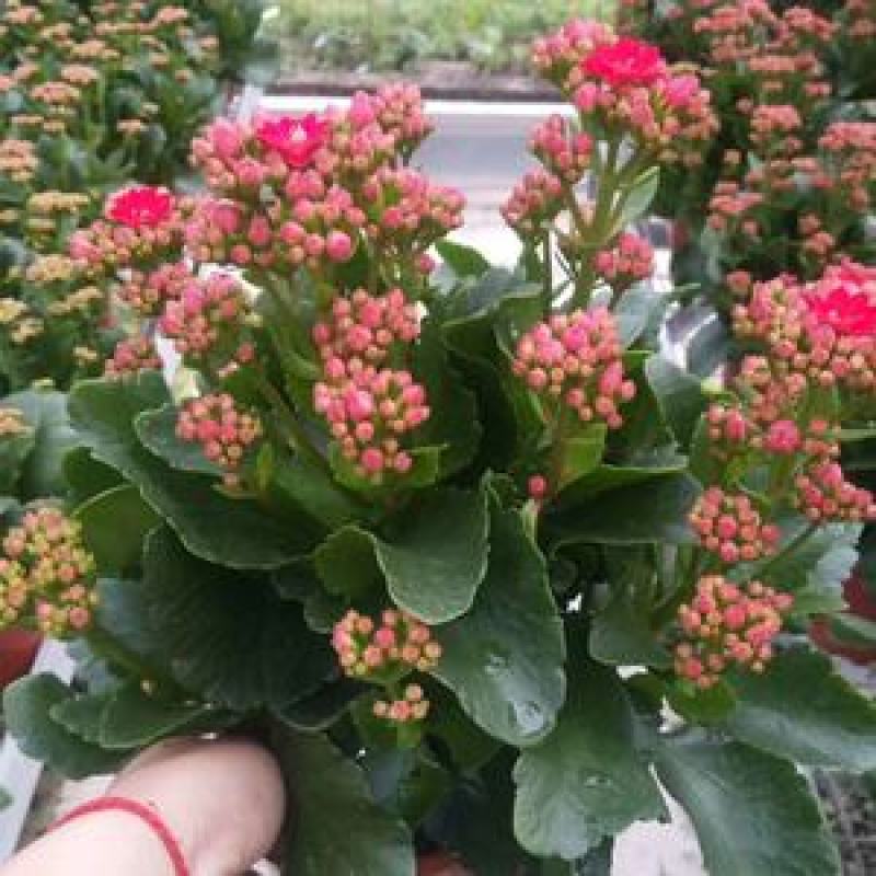 长寿花盆栽观花植物室内开花绿植四季开花小盆栽鲜花阳台