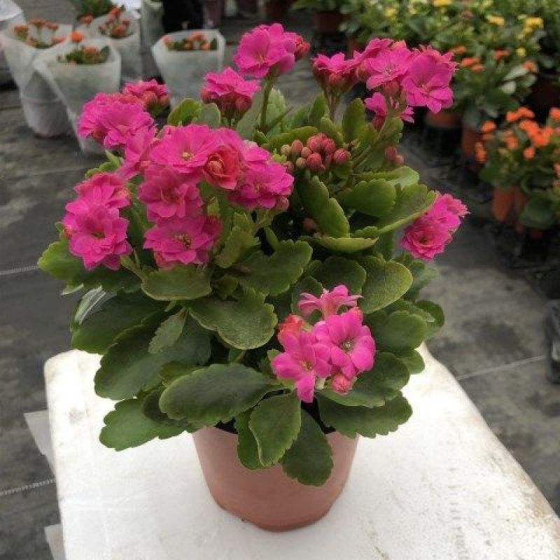 长寿花盆栽观花植物室内开花绿植四季开花小盆栽鲜花阳台