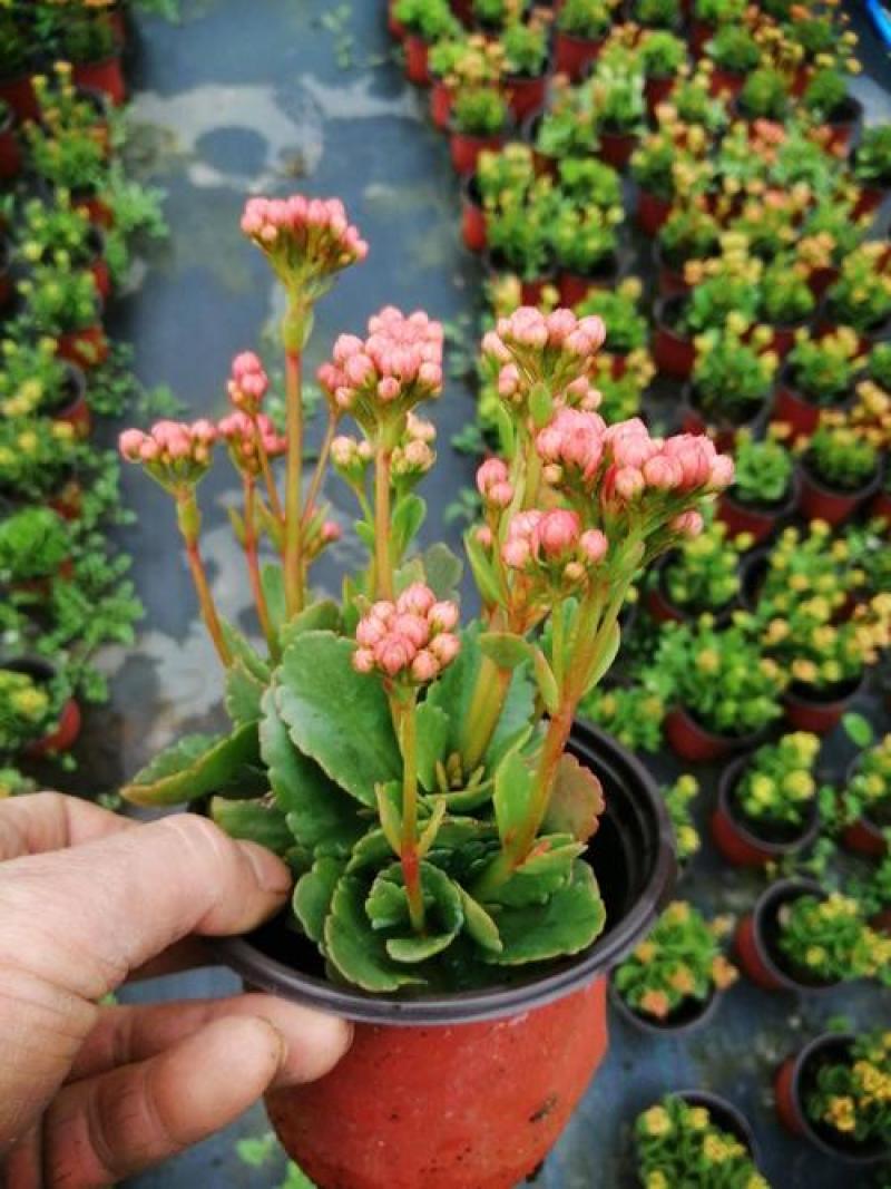 长寿花盆栽观花植物室内开花绿植四季开花小盆栽鲜花阳台