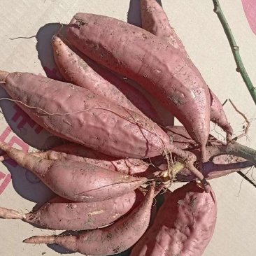 河北烟薯25，糖心蜜薯西瓜红蜜薯，自产自销，支持一件代发