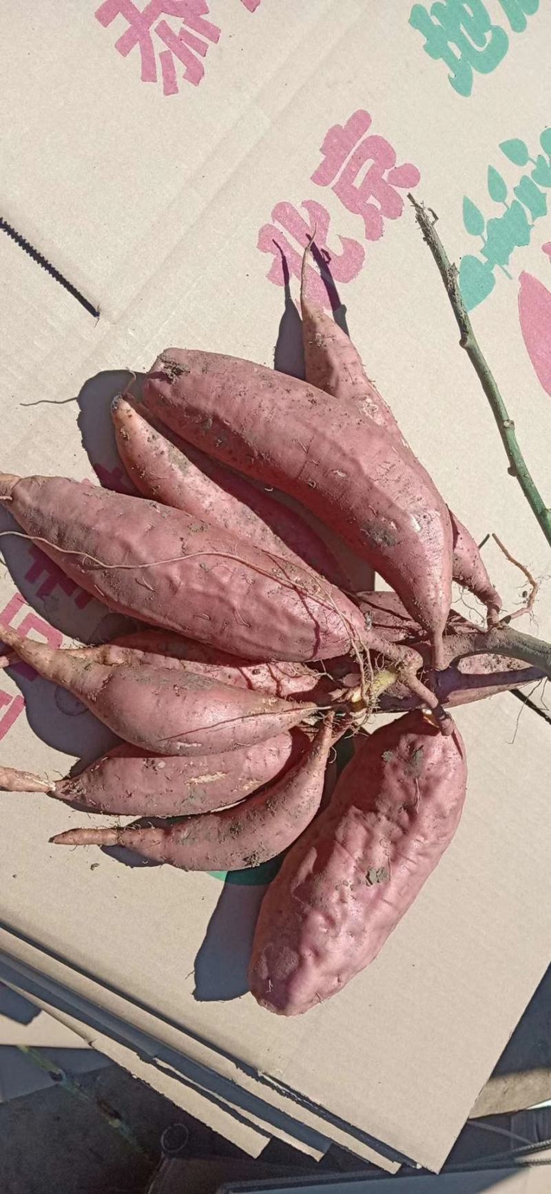河北烟薯25，糖心蜜薯西瓜红蜜薯，自产自销，支持一件代发