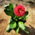 小雏菊花苗四季种开花阳台庭院室内盆栽花卉植物春季秋季易种