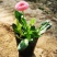 小雏菊花苗四季种开花阳台庭院室内盆栽花卉植物春季秋季易种
