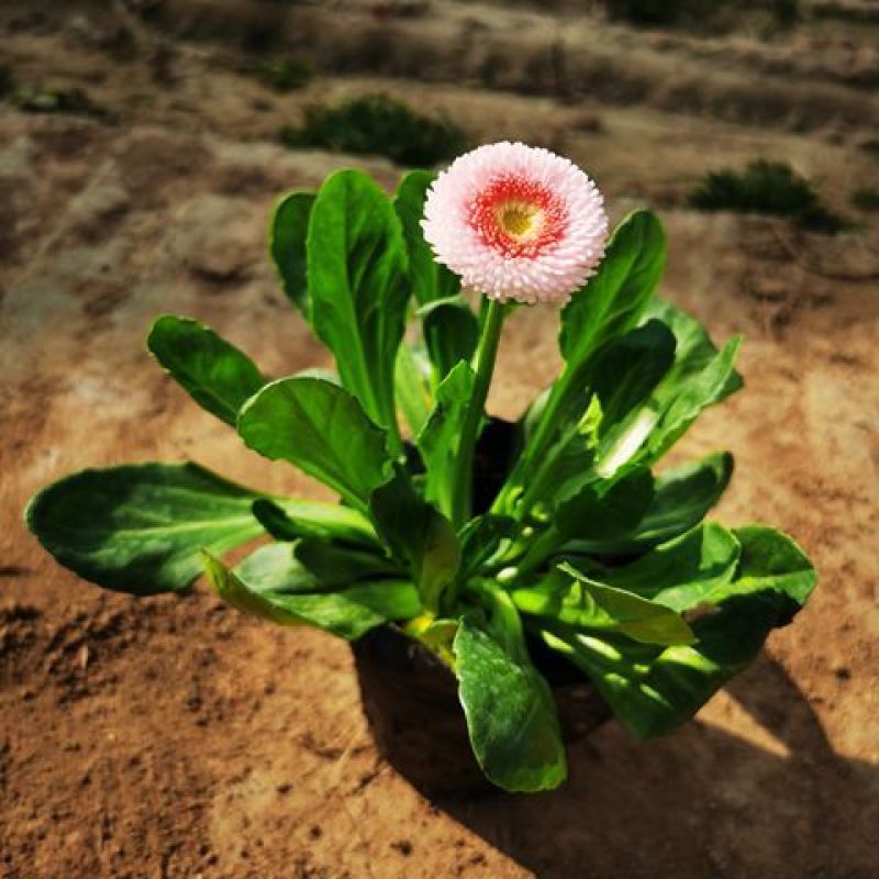 小雏菊花苗四季种开花阳台庭院室内盆栽花卉植物春季秋季易种