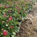 小雏菊花苗四季种开花阳台庭院室内盆栽花卉植物春季秋季易种