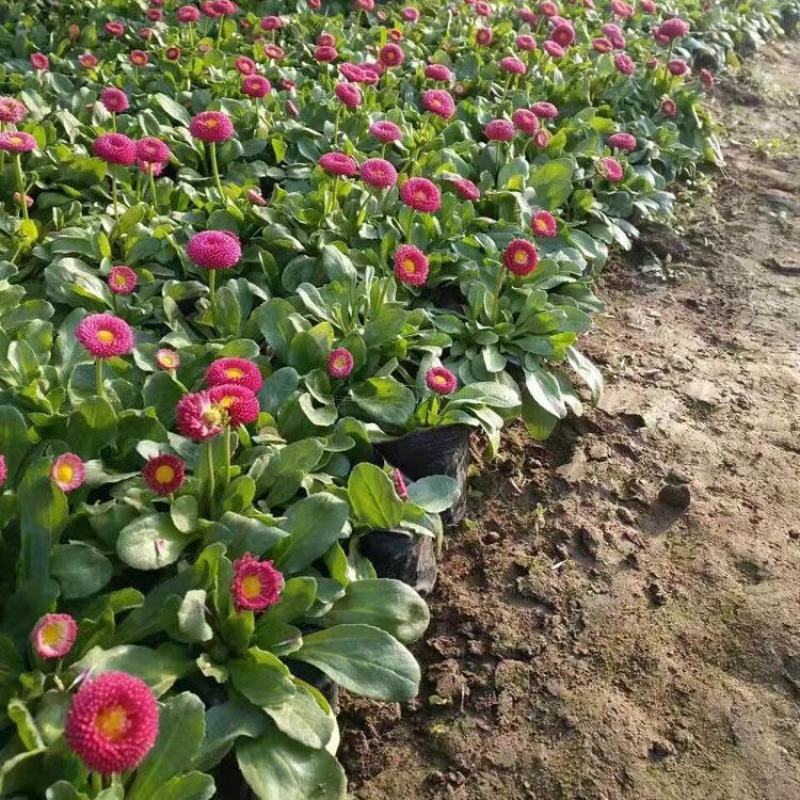 小雏菊花苗四季种开花阳台庭院室内盆栽花卉植物春季秋季易种