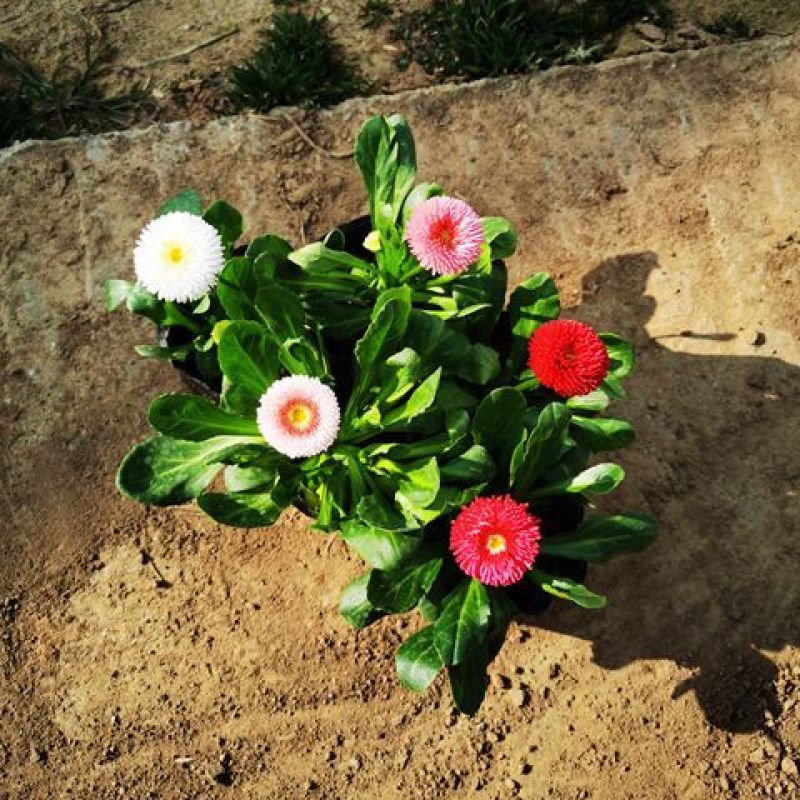 小雏菊花苗四季种开花阳台庭院室内盆栽花卉植物春季秋季易种