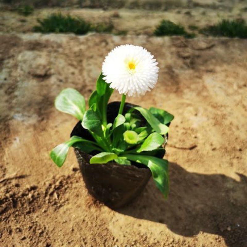 小雏菊花苗四季种开花阳台庭院室内盆栽花卉植物春季秋季易种