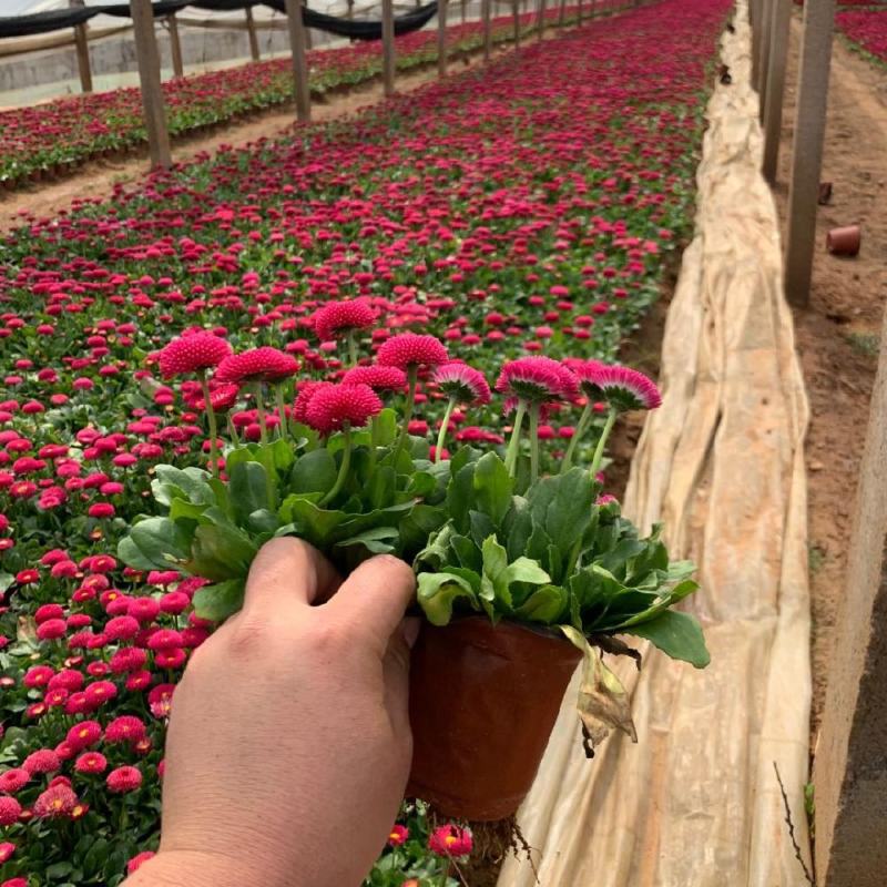 小雏菊花苗四季种开花阳台庭院室内盆栽花卉植物春季秋季易种