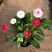 小雏菊花苗四季种开花阳台庭院室内盆栽花卉植物春季秋季易种