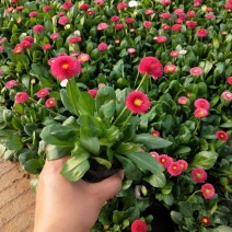 小雏菊花苗四季种开花阳台庭院室内盆栽花卉植物春季秋季易种