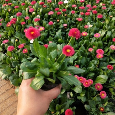 小雏菊花苗四季种开花阳台庭院室内盆栽花卉植物春季秋季易种