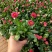 小雏菊花苗四季种开花阳台庭院室内盆栽花卉植物春季秋季易种