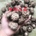 精选干花菇茶花菇红花菇大小型号齐全，