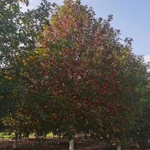 16公分的娜塔栎，苗圃抽稀处理，特价数量有限售后及止
