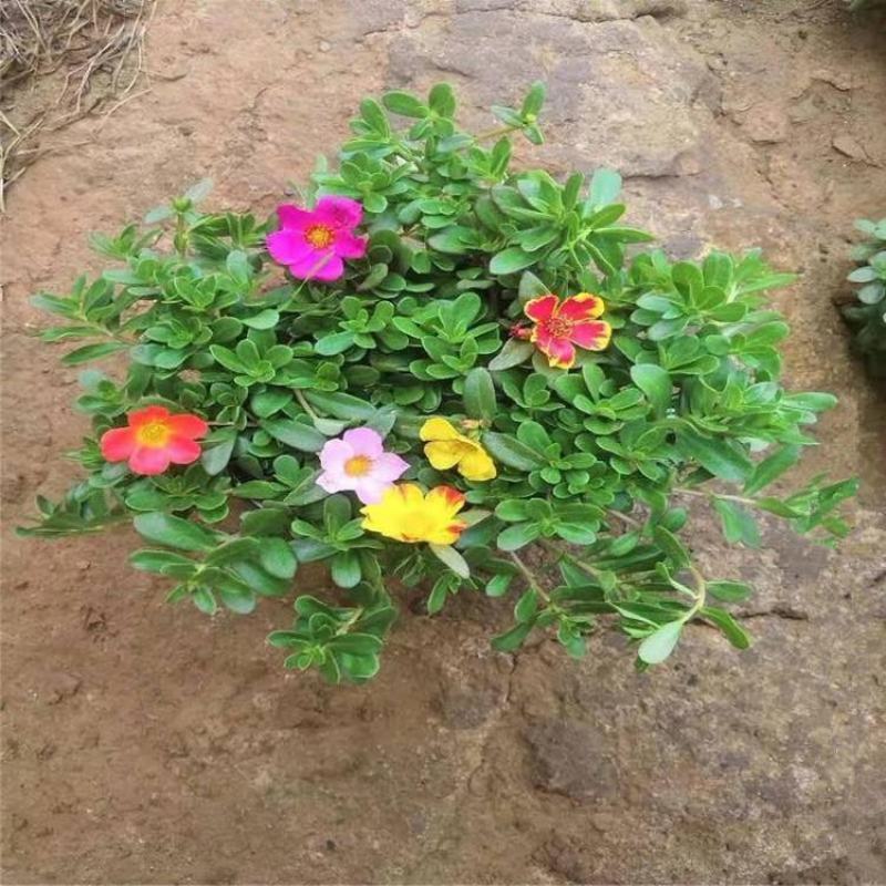 扁叶太阳花宽叶太阳花马齿苋太阳花阔叶太阳花盆栽