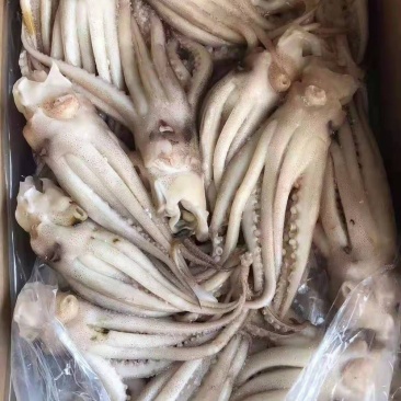 机洗鱿鱼头