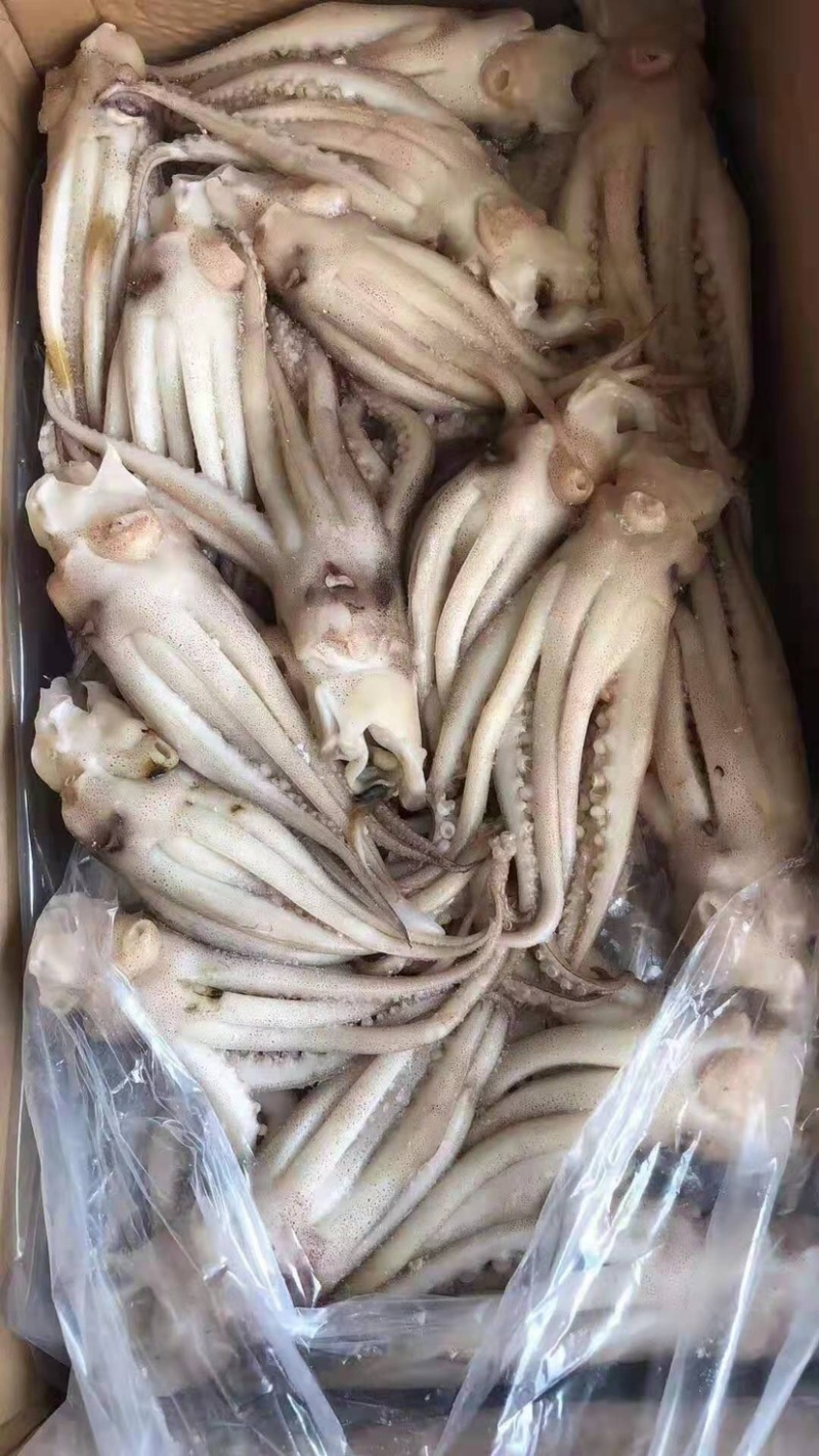 机洗鱿鱼头