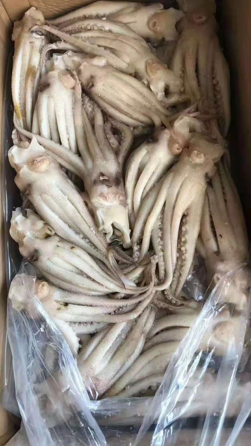 机洗鱿鱼头