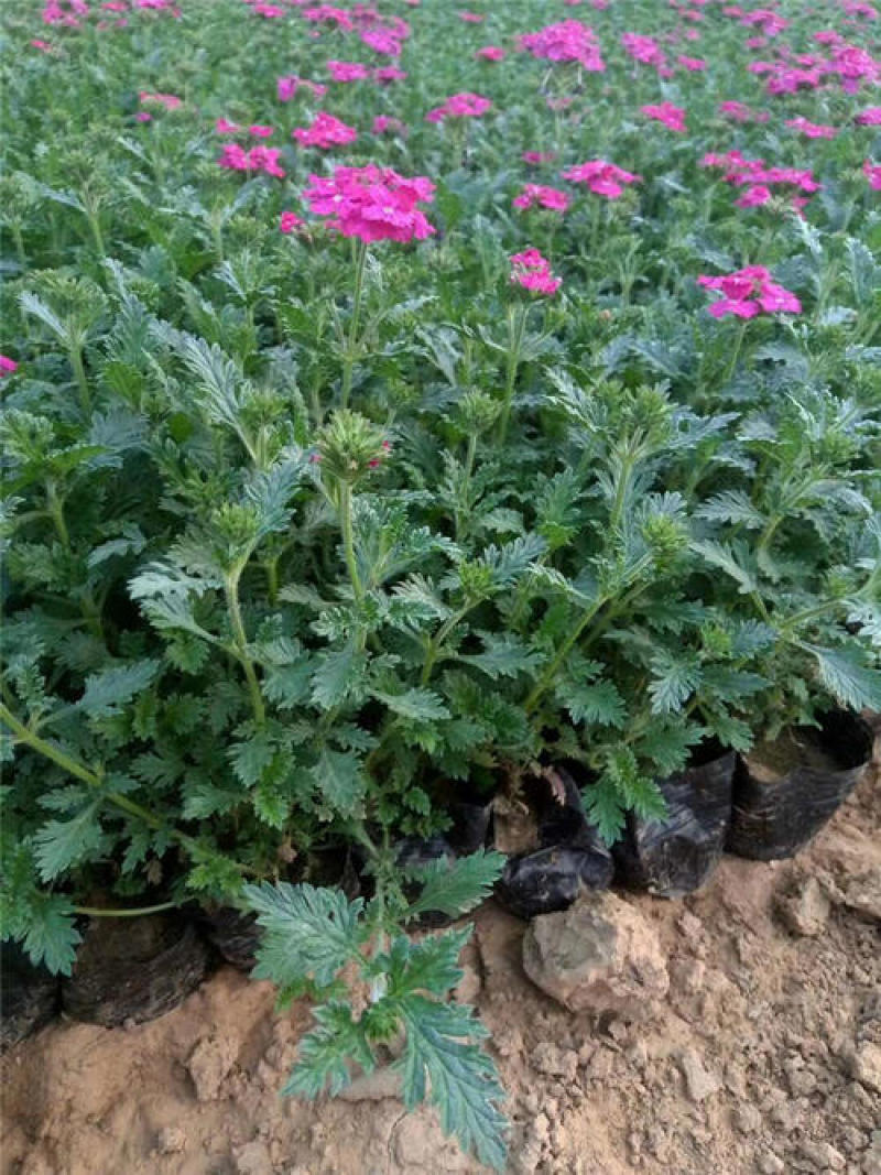美女樱花苗多年生四季开花耐寒耐热好养易活阳台庭院花卉绿植