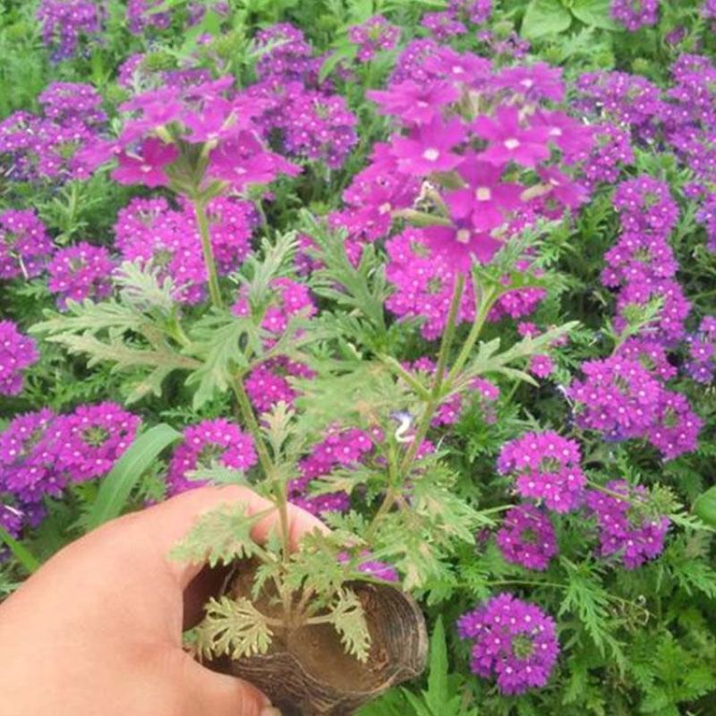 美女樱花苗多年生四季开花耐寒耐热好养易活阳台庭院花卉绿植