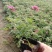美女樱花苗多年生四季开花耐寒耐热好养易活阳台庭院花卉绿植