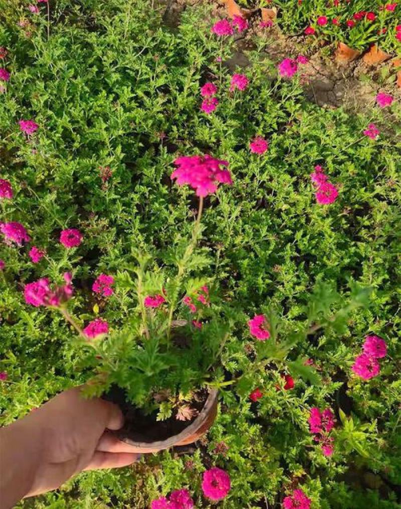 美女樱花苗多年生四季开花耐寒耐热好养易活阳台庭院花卉绿植